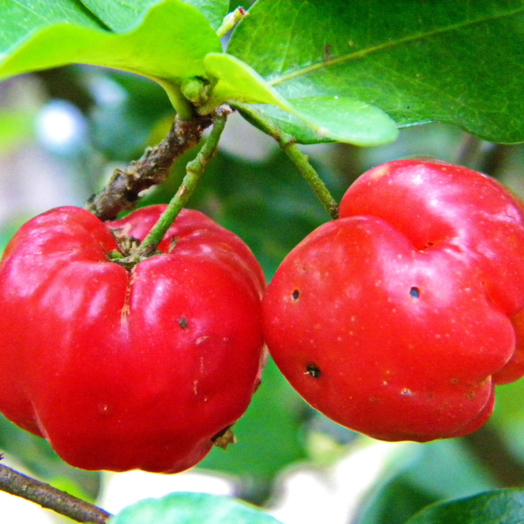 Una historia de la acerola: la nueva vitamina&nbsp;C